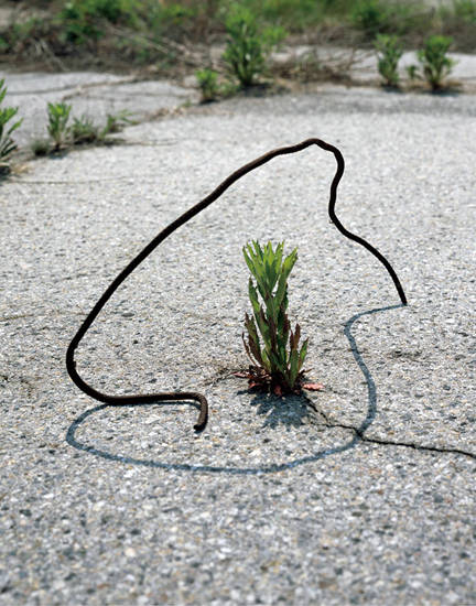 정영돈, ‘의아한 산책 - 잡초’. 피그먼트 프린트, 150 x 120cm. 2011~2015. 사진 = 송은아트큐브