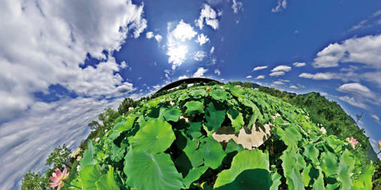 주도양, ‘연꽃(Lotus) Ⅲ’. C-프린트, 100 x 200cm. 2016. 사진 = 사비나미술관