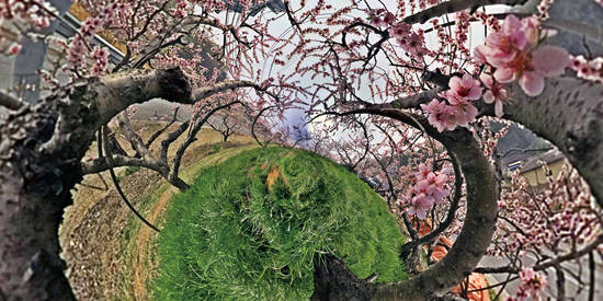 주도양, ‘벚꽃(Blossom)’. C-프린트, 100 x 200cm. 2016(4월 16일 충북 음성 감곡면). 사진 = 사비나미술관