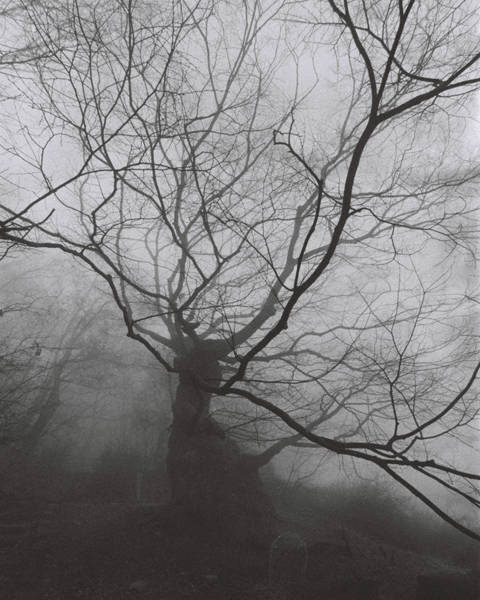 김미선, '아무도 그숲에 가지 않았다 4'. C-프린트, 40 x 50cm. 2014.